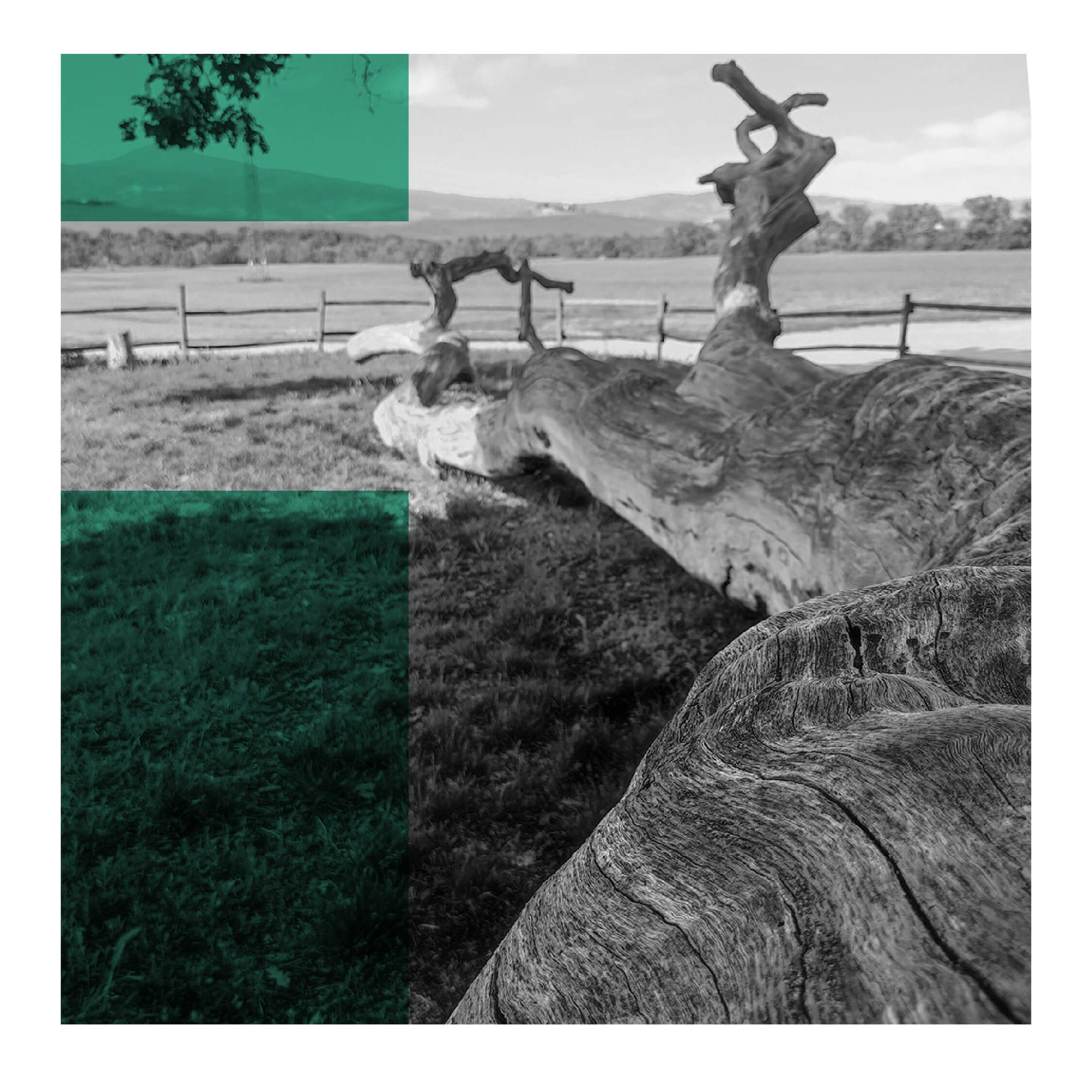 La Quercia delle Checche Laura Ralli Graphic Designer