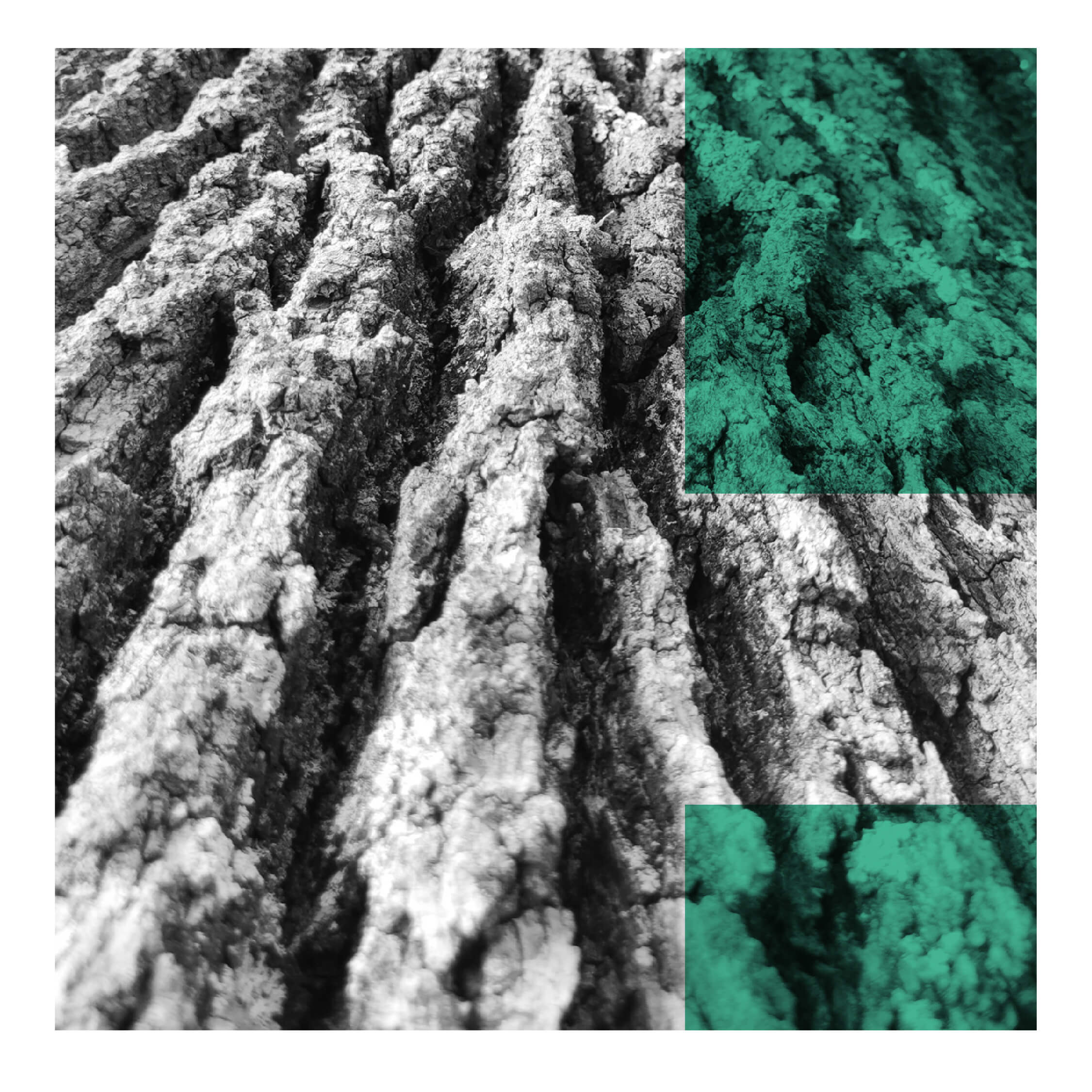 La Quercia delle Checche Laura Ralli Graphic Designer